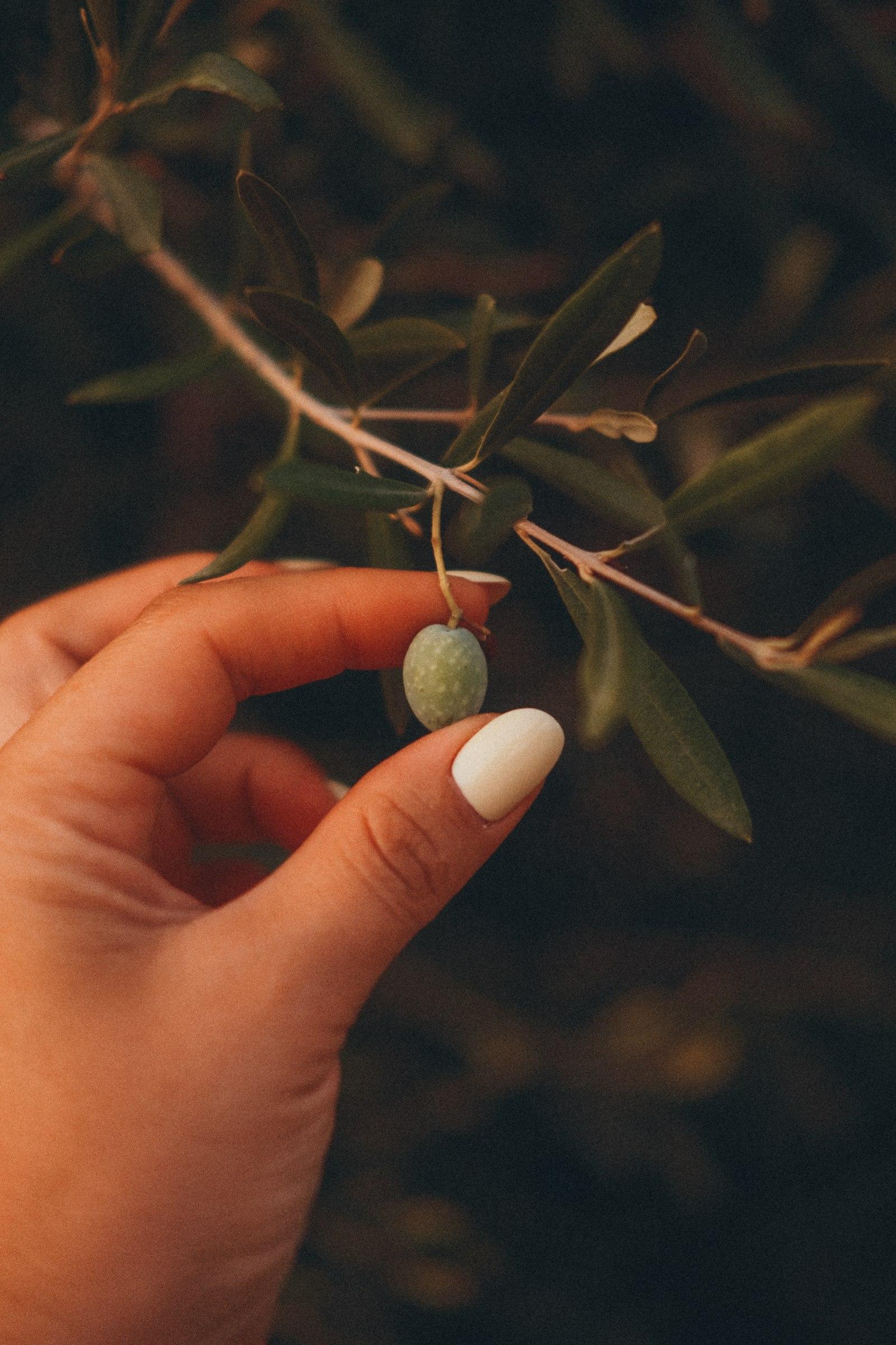 A hand holding a single green olive still on its branch.