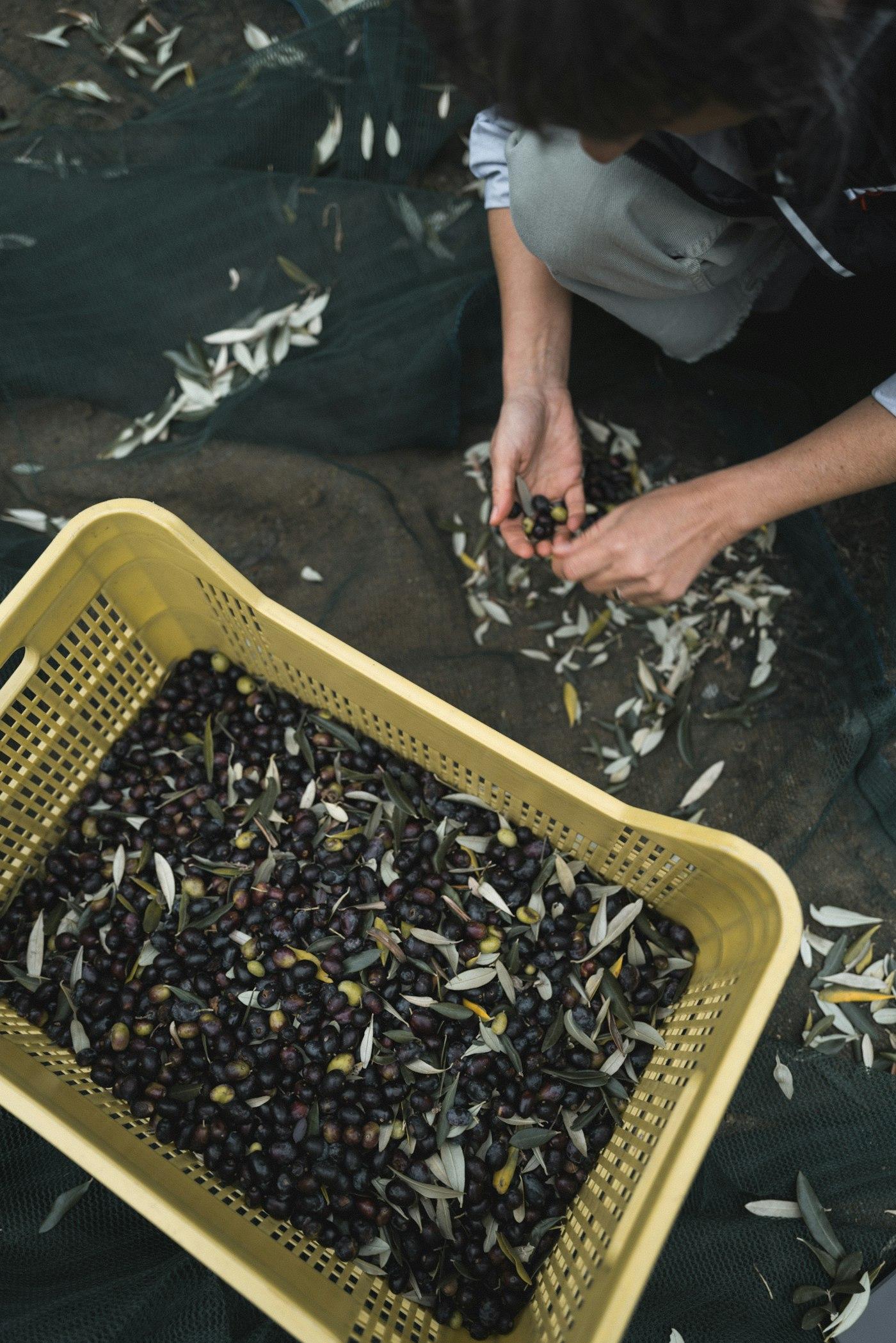 Hands sorting freshly harvested olives into a crate.