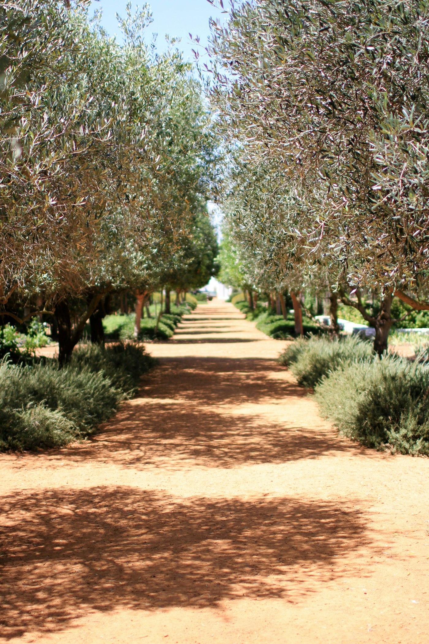 A straight path running between two rows of olive trees.