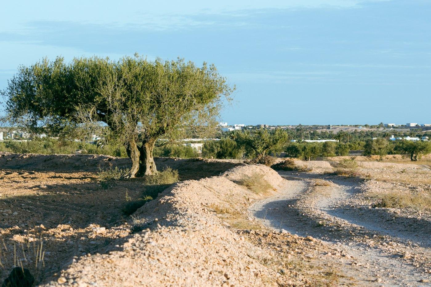 A lone old olive tree standing beside a dirt road under a clear sky.