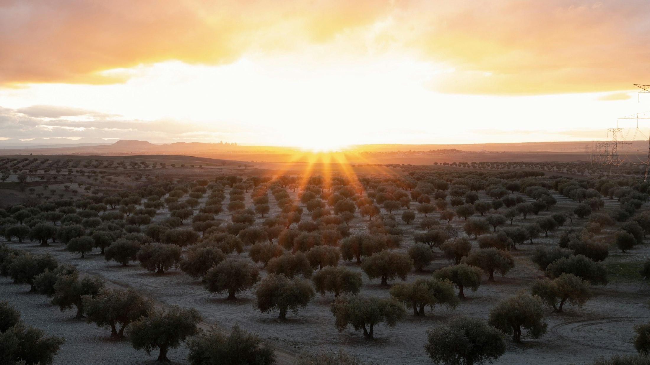 Rows of olive trees across a wide plain as the sun sets behind distant hills.