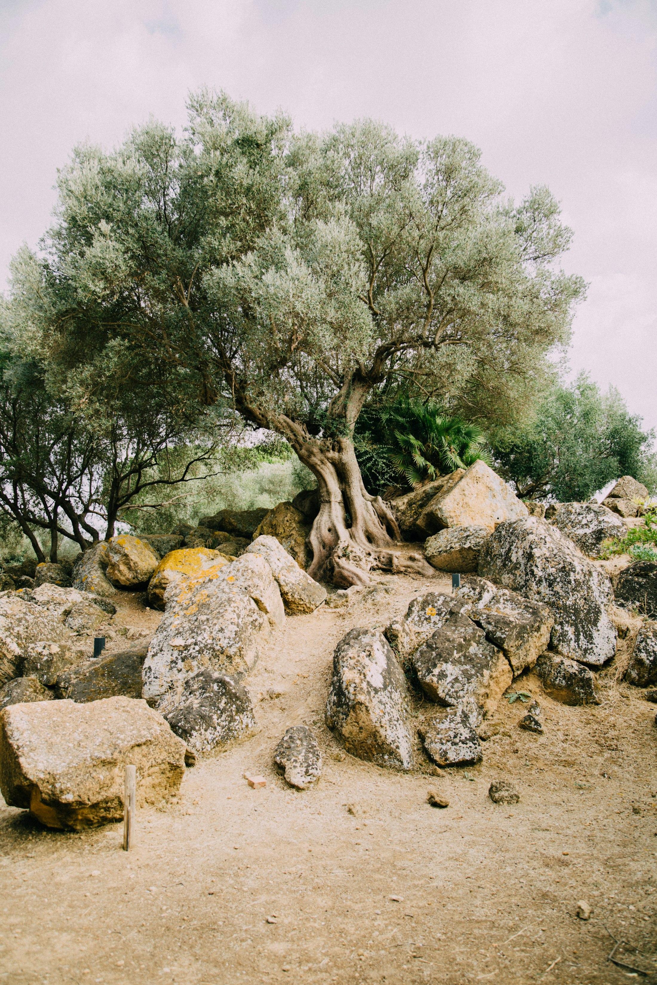 An old olive tree rooted among great lichen-covered rocks.