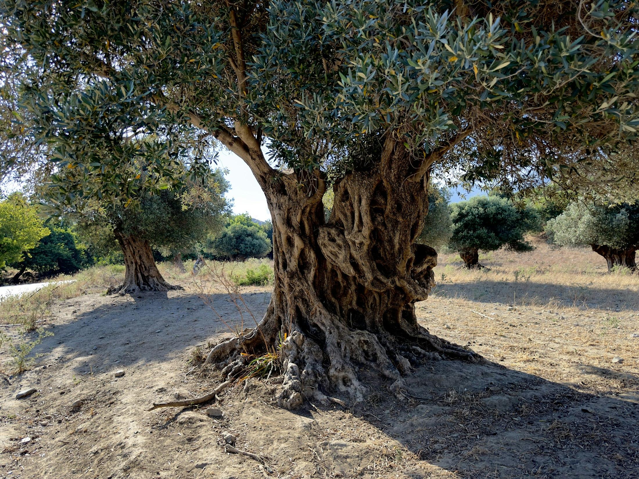 The twisted trunk of a centuries-old olive tree, its canopy lit by afternoon sun.